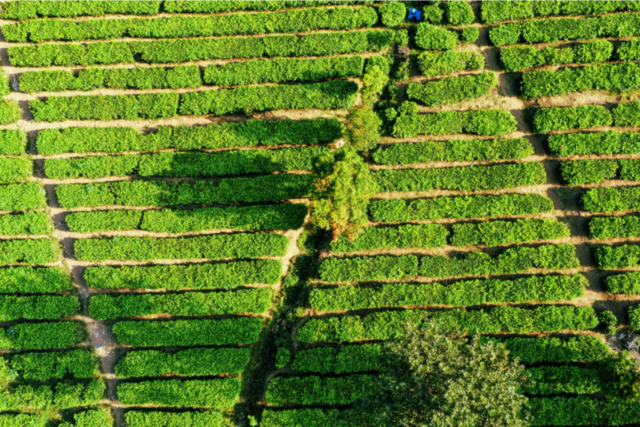 How AI and Blockchain Are Transforming the Agriculture Supply Chain in 2026