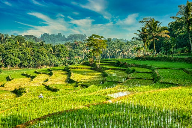 Agri-DAO-ecosystemen: Een Nieuw Blueprint voor Boerenempowerment en Markttoegang