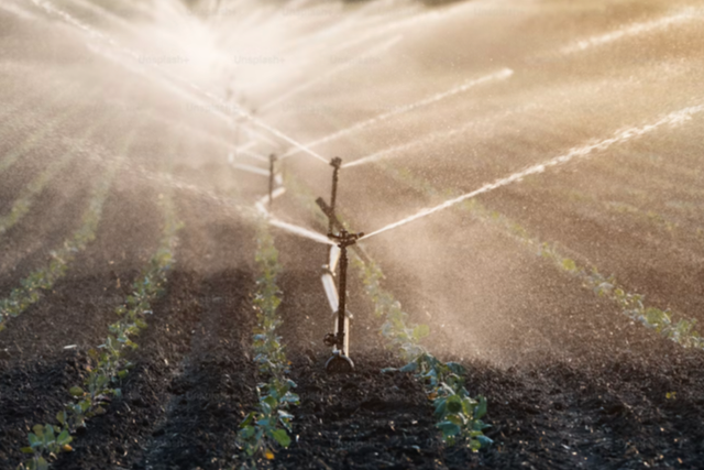 IoT + AI: De Adoptiecurve van Slimme Landbouw en Waar de ROI Werkelijk Ligt